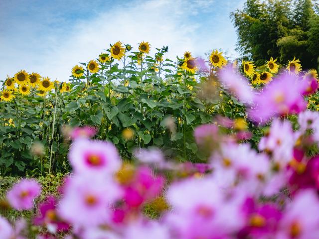 写真：山田ひまわり園