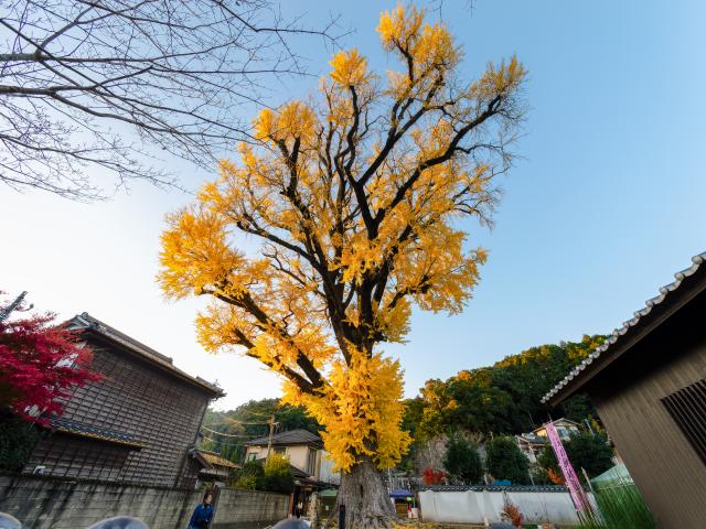 写真：有田の大公孫樹