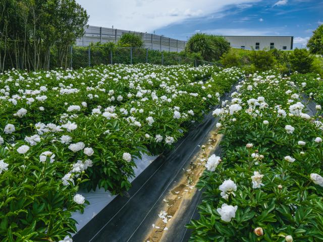 写真：玄海町薬用植物栽培研究所