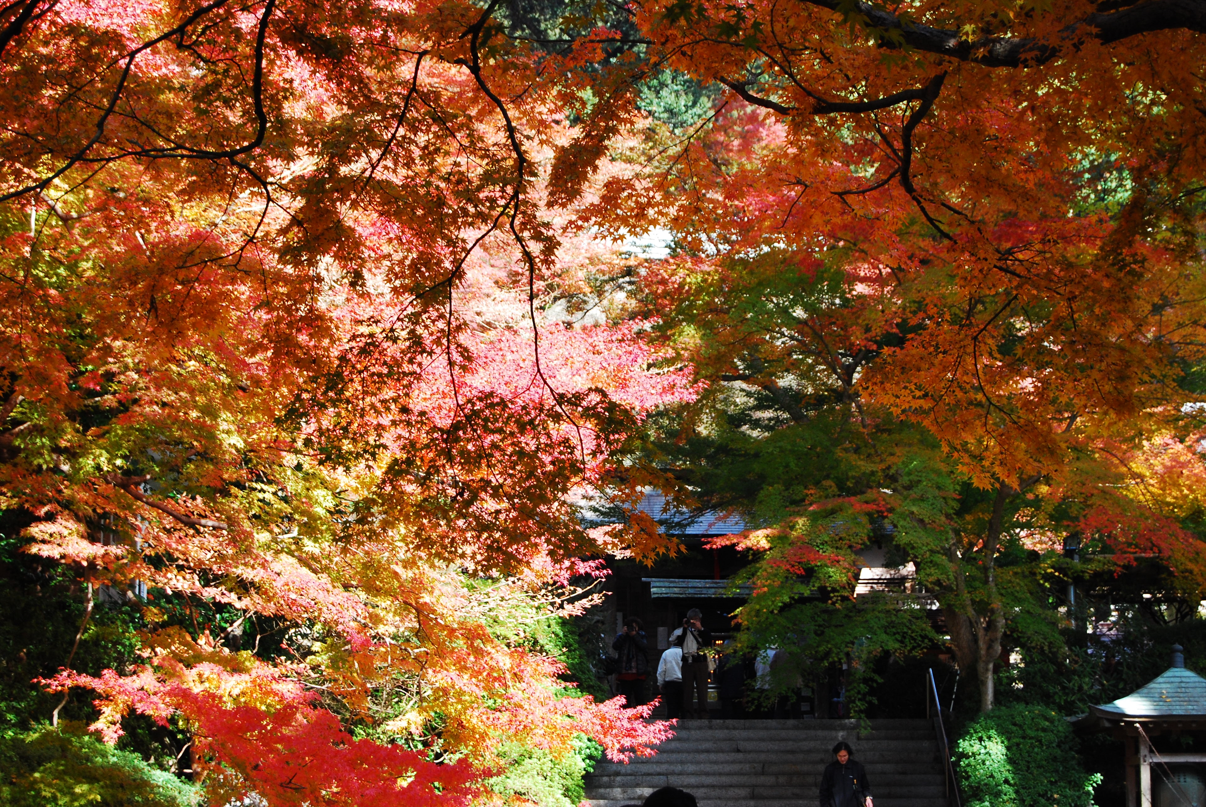 画像:大興善寺の紅葉の写真