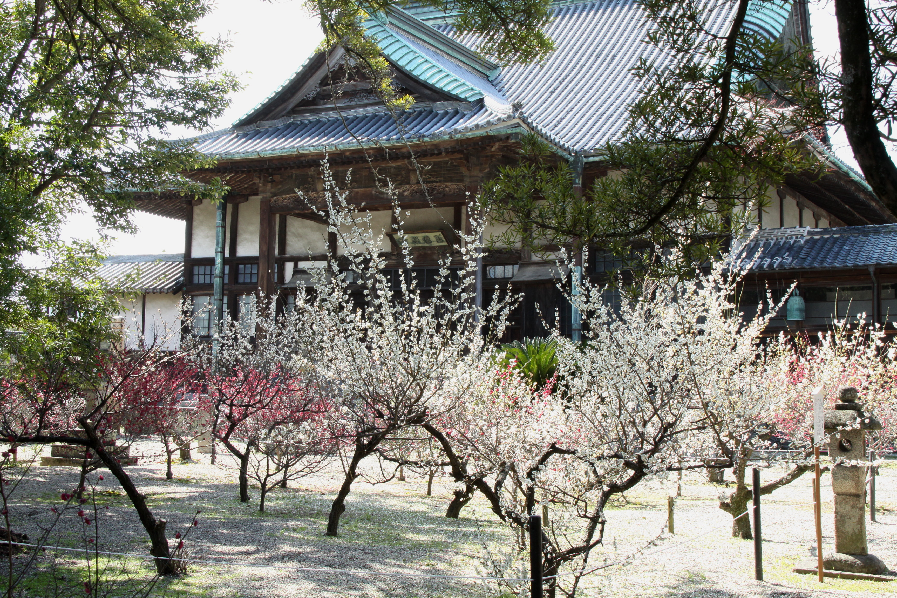 画像:高伝寺の梅の写真