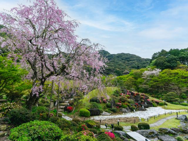 写真：慧洲園（桜）