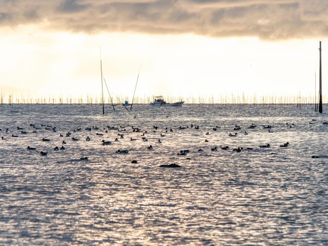 写真：有明海