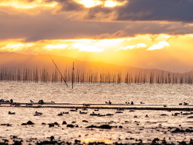 写真：有明海