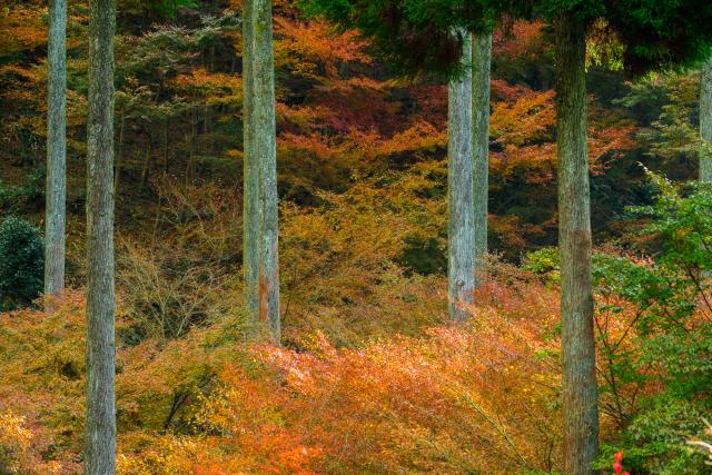 画像:環境芸術の森の写真