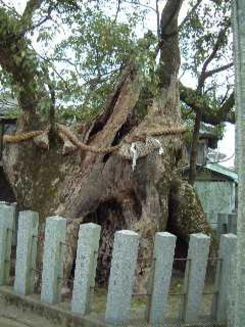 画像:櫛田宮の琴の楠の写真