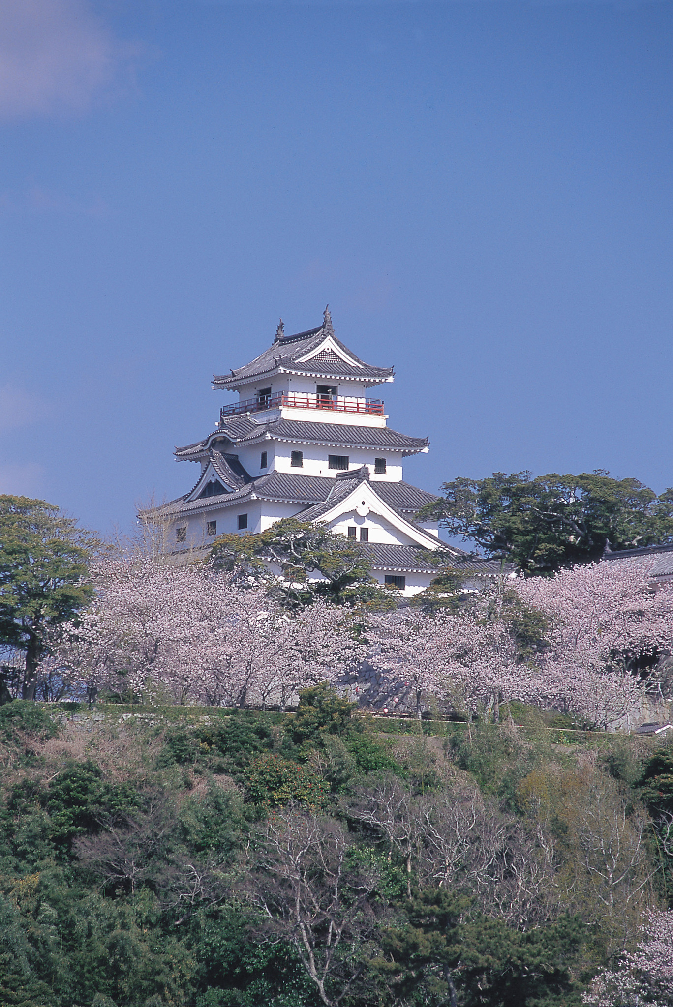 画像:唐津城の桜の写真