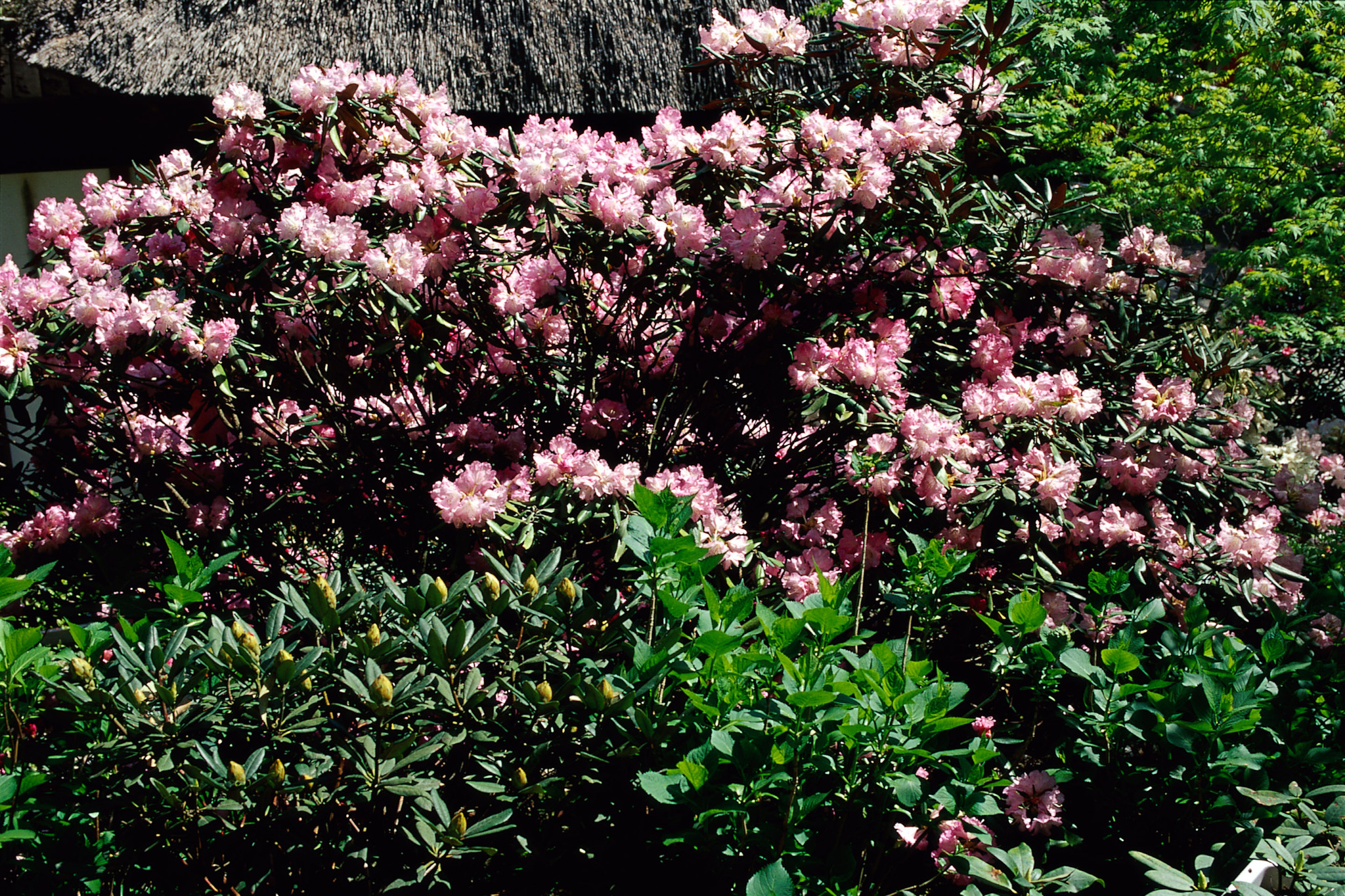 画像:高野寺のシャクナゲの写真