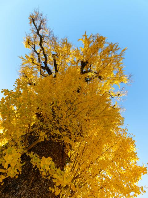 写真：有田の大公孫樹