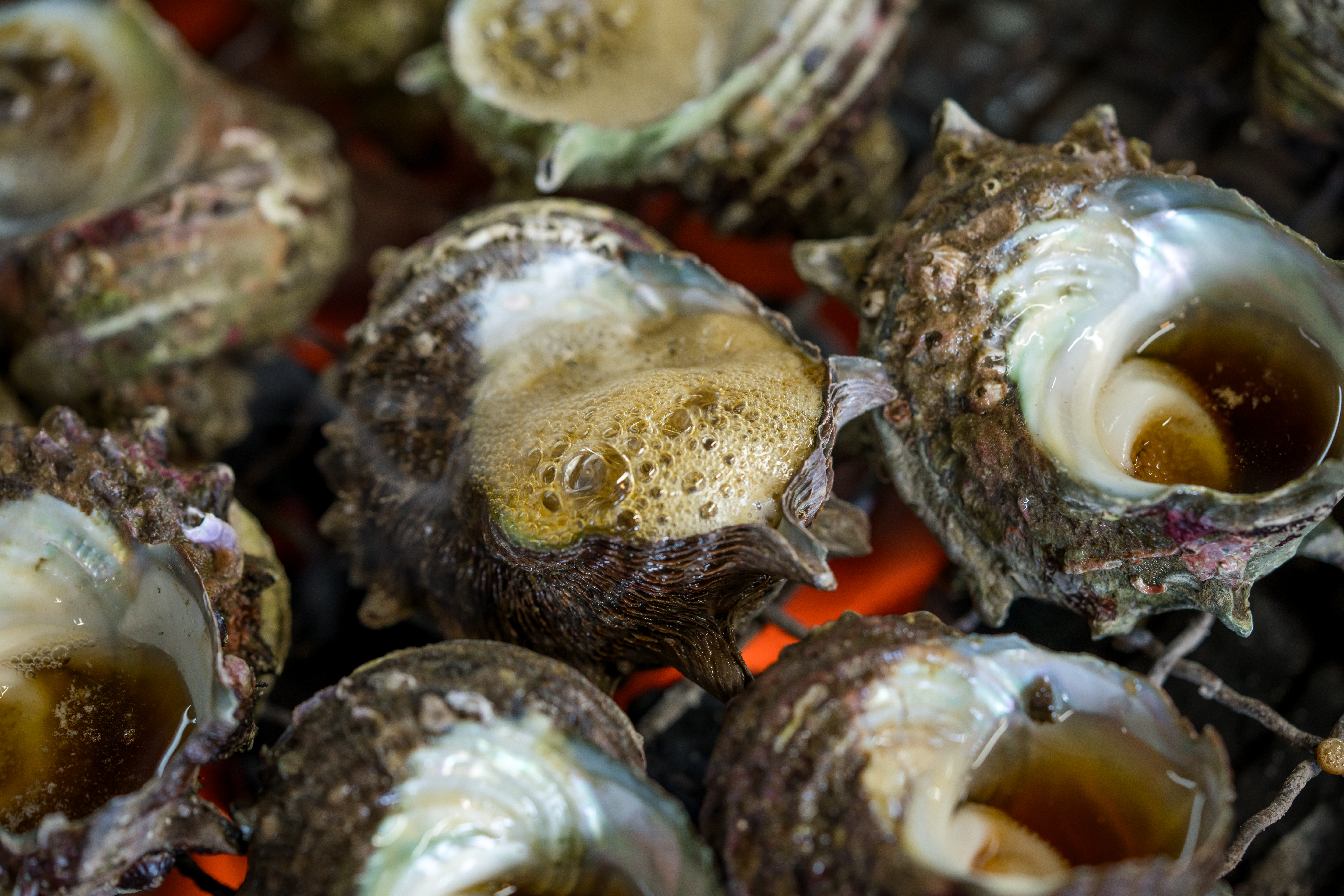 写真：波戸岬 サザエのつぼ焼き