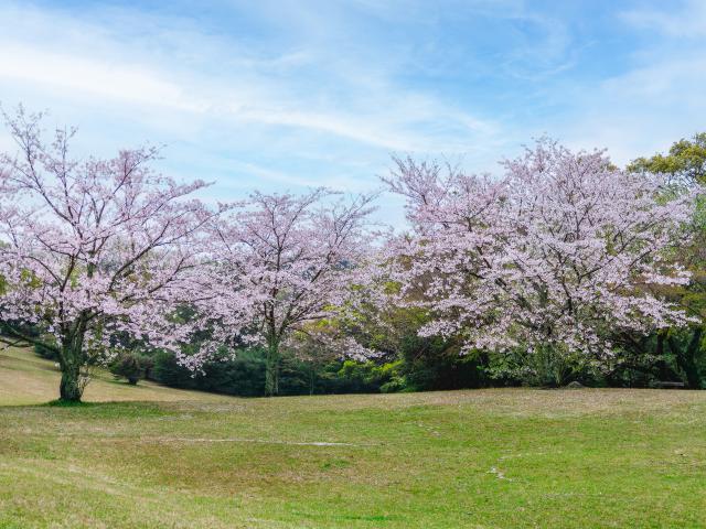 写真：鏡山（桜）