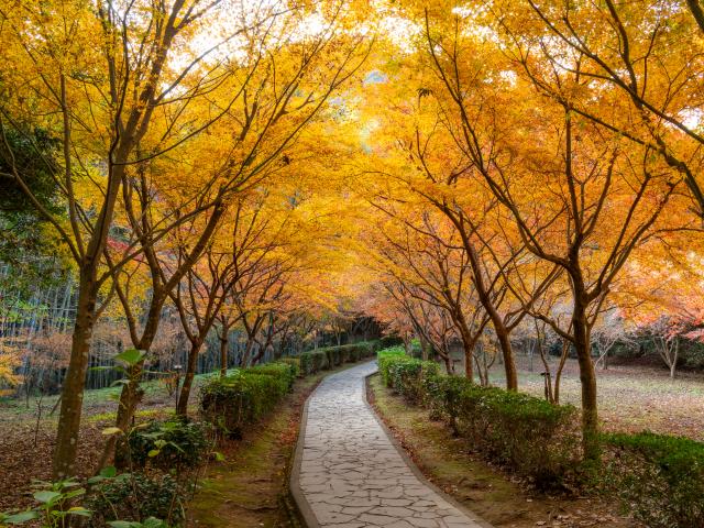 写真：武雄神社