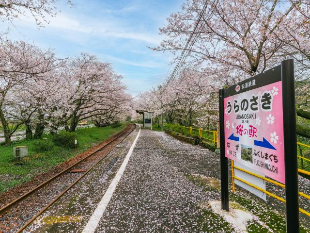 写真：浦ノ崎駅　桜のトンネル