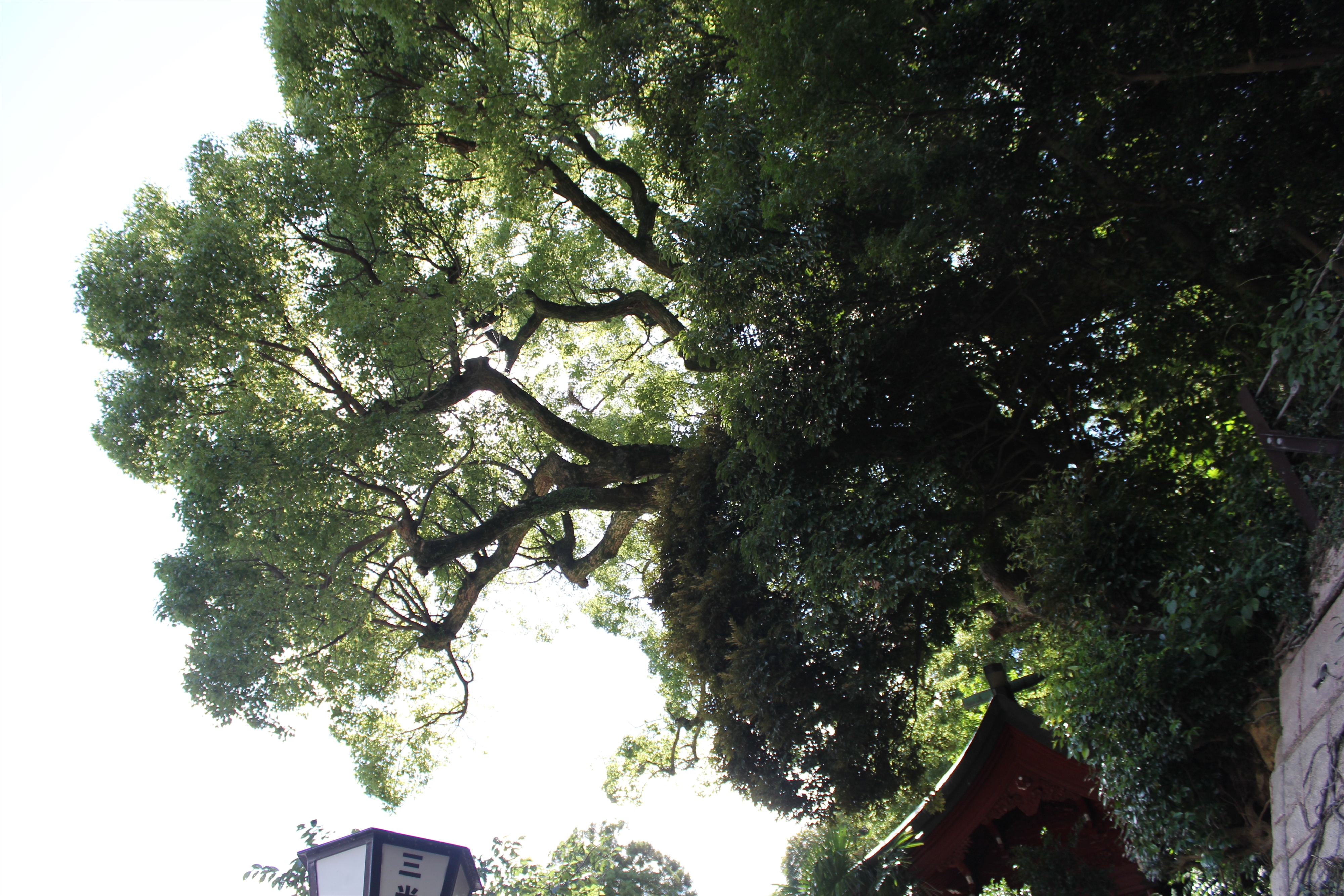 画像:伊萬里神社・中島神社の写真