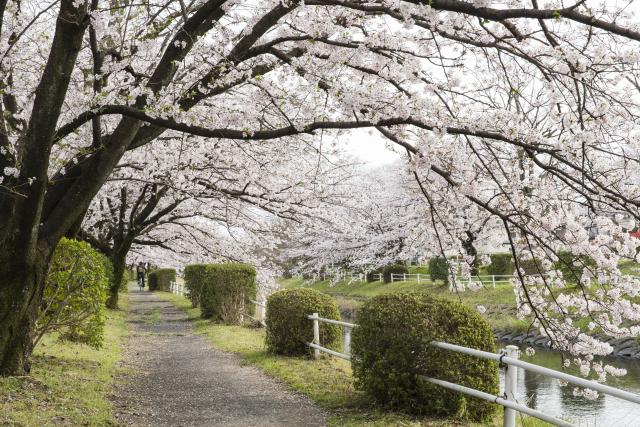 画像:多布施川桜道の写真