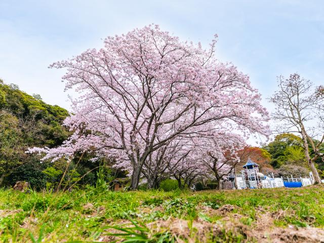 写真：金立公園(桜)