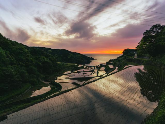 写真：浜野浦の棚田