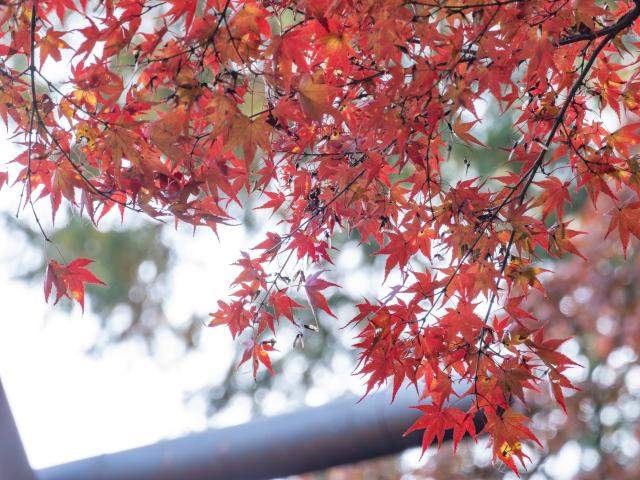 写真：大興善寺