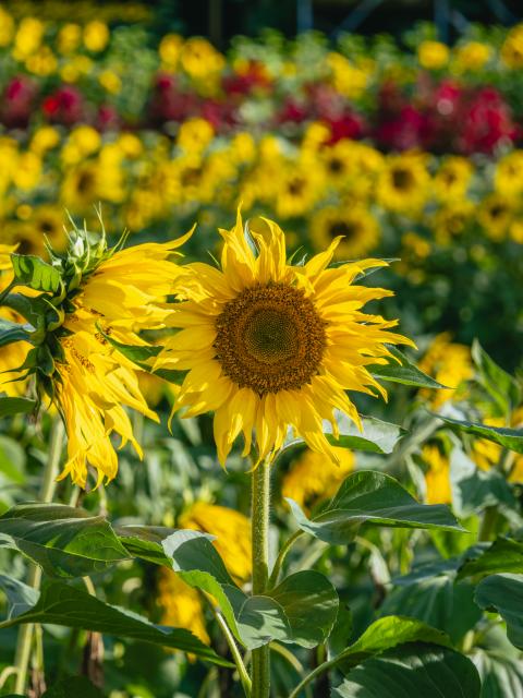 写真：山田ひまわり園