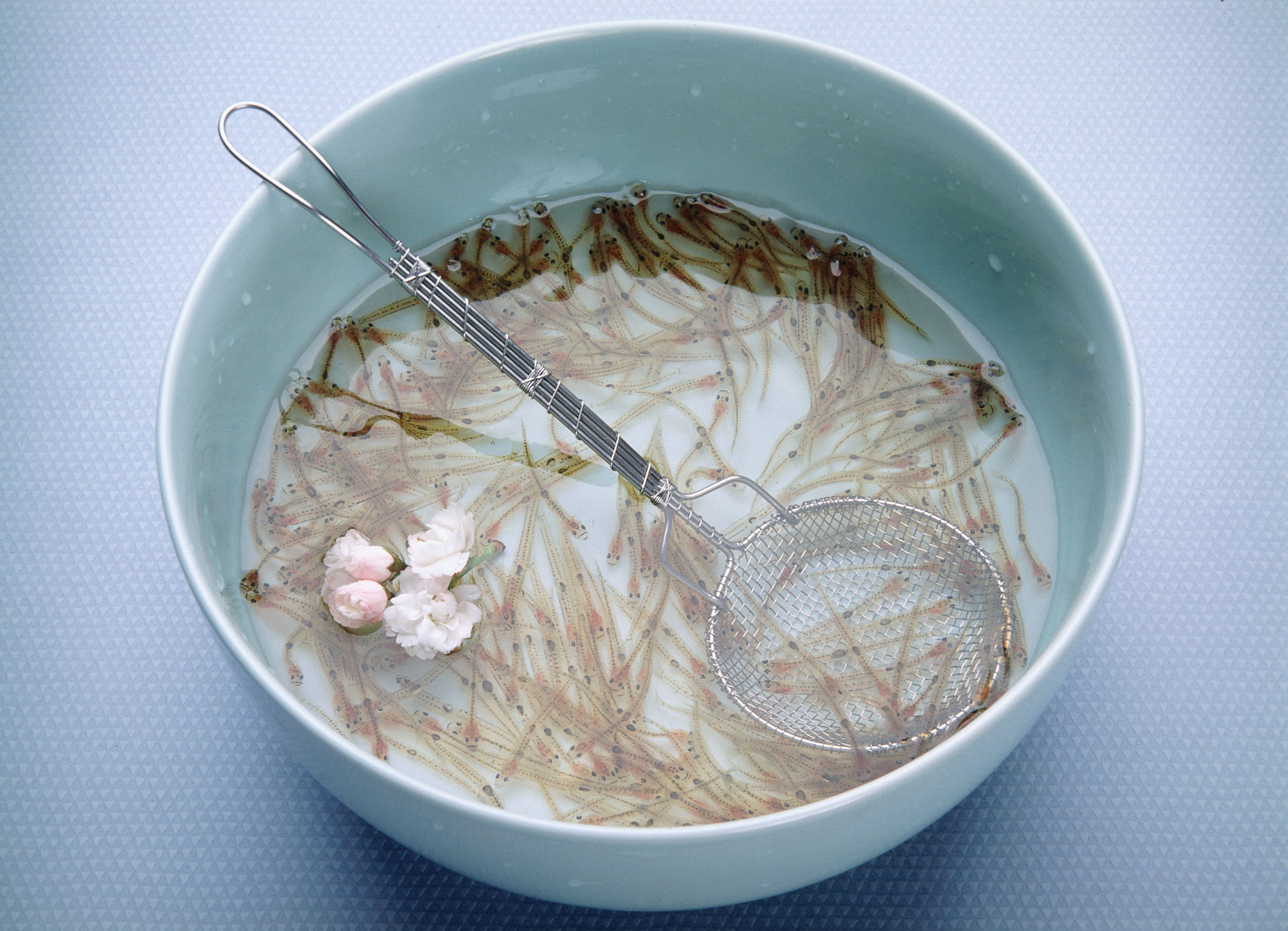 画像:白魚料理の写真