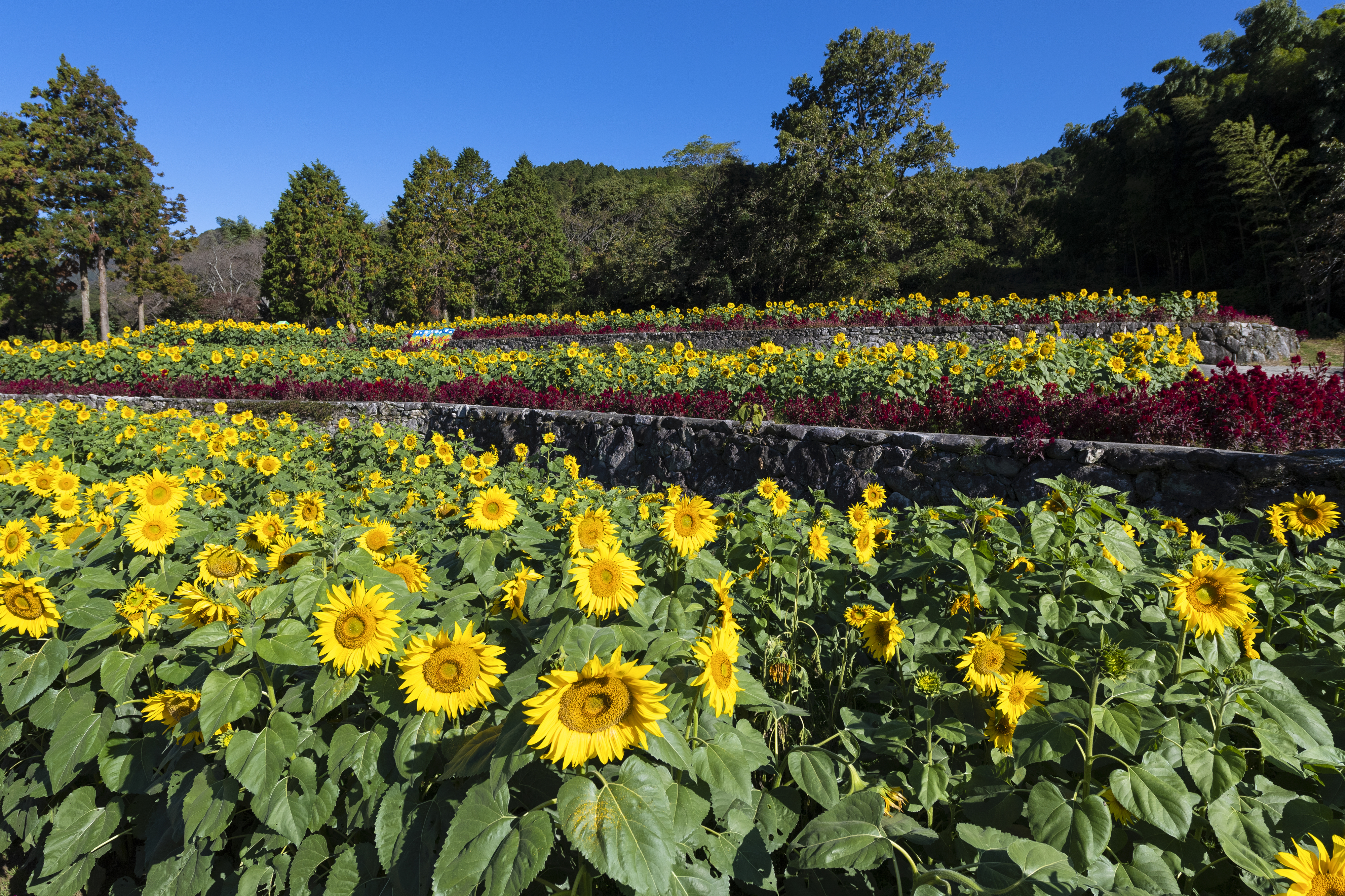 画像:山田ひまわり園の写真