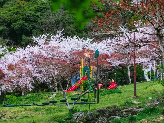 写真：金立公園(桜)