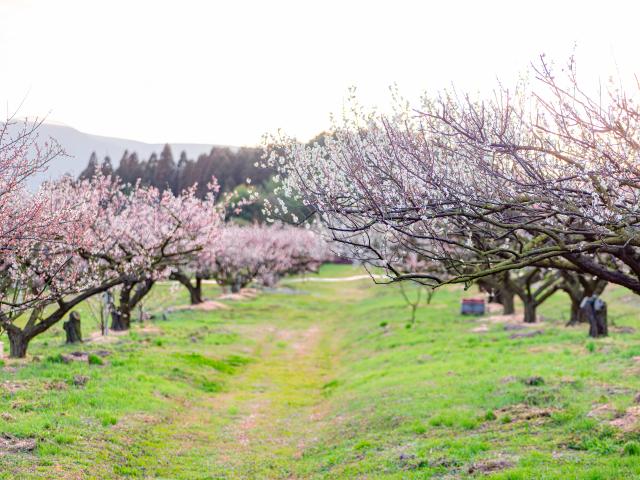 写真：伊万里梅園 藤ノ尾