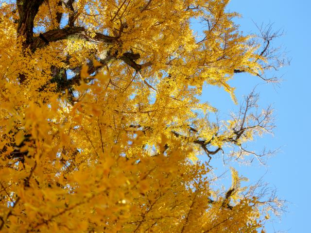 写真：有田の大公孫樹