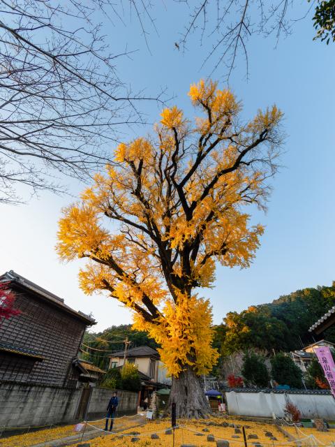 写真：有田の大公孫樹