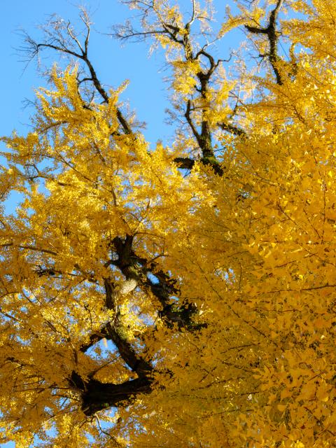 写真：有田の大公孫樹