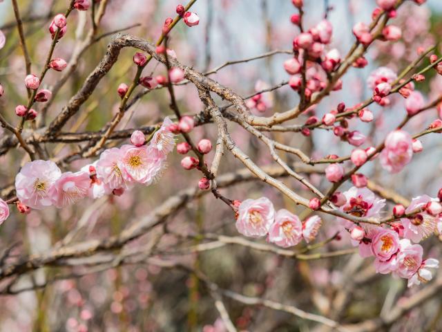 写真：高傳寺の梅