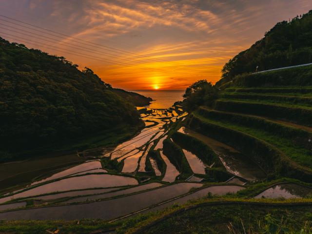 写真：浜野浦の棚田