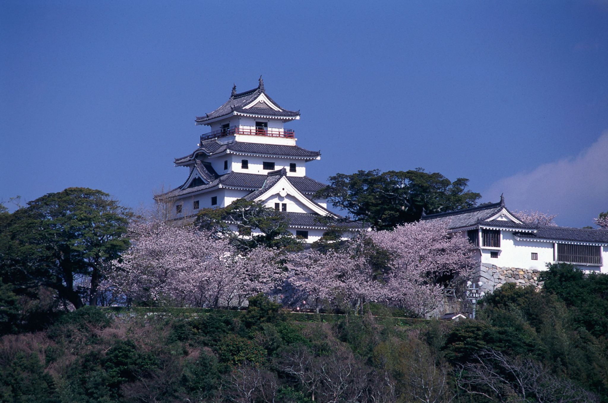 画像:唐津城の桜の写真