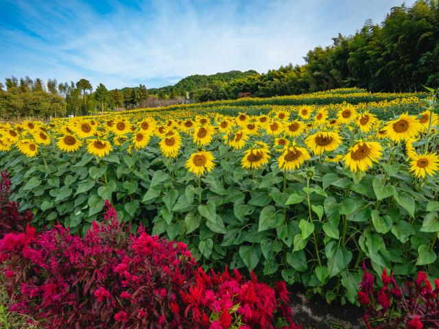 写真：山田ひまわり園