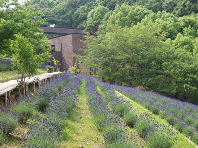 画像:チャイナ・オン・ザ・パークのラベンダー(有田町)の写真