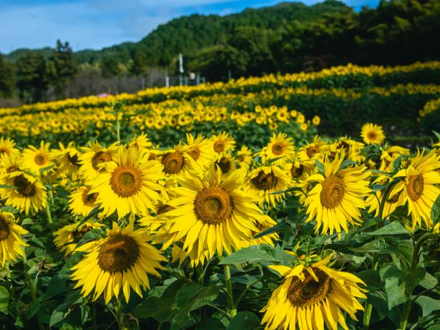 写真：山田ひまわり園