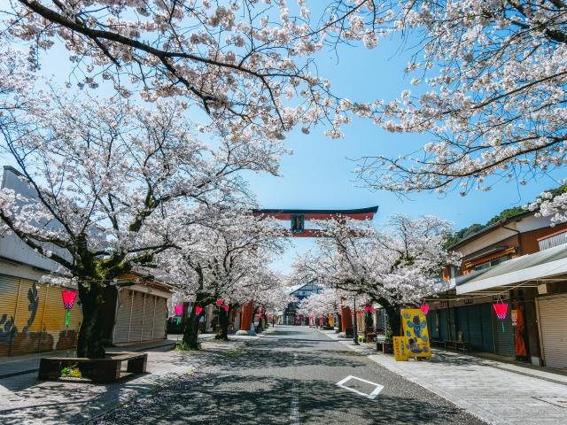 写真：祐徳稲荷神社参道(桜)