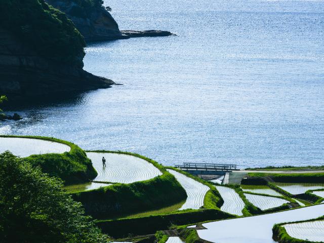 写真：浜野浦の棚田