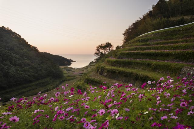 画像:浜野浦の棚田の写真