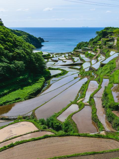 写真：浜野浦の棚田