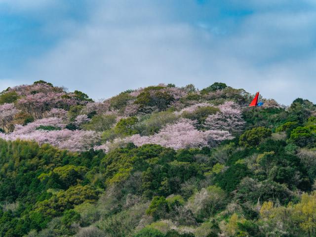 写真：村制施行100周年記念塔の桜（千本桜）