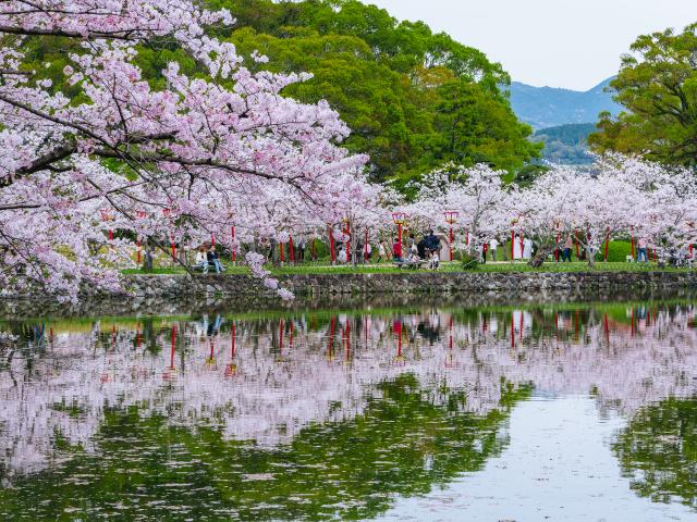 写真：小城公園(桜)