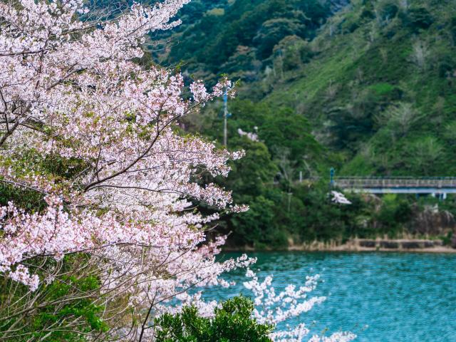 写真：有田ダム（桜）