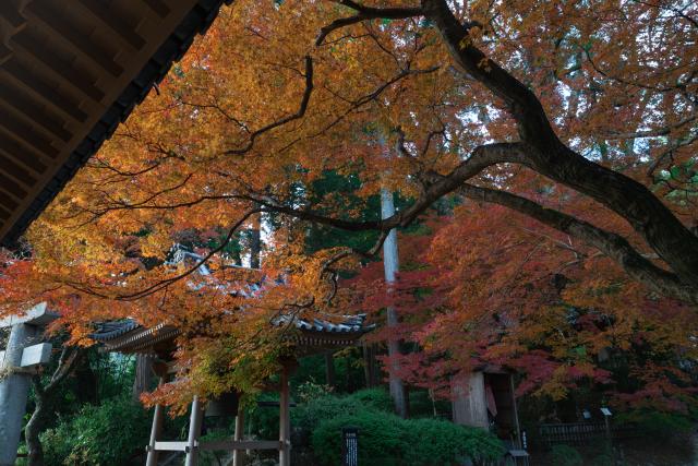 写真：大興善寺