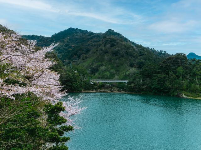 写真：有田ダム（桜）