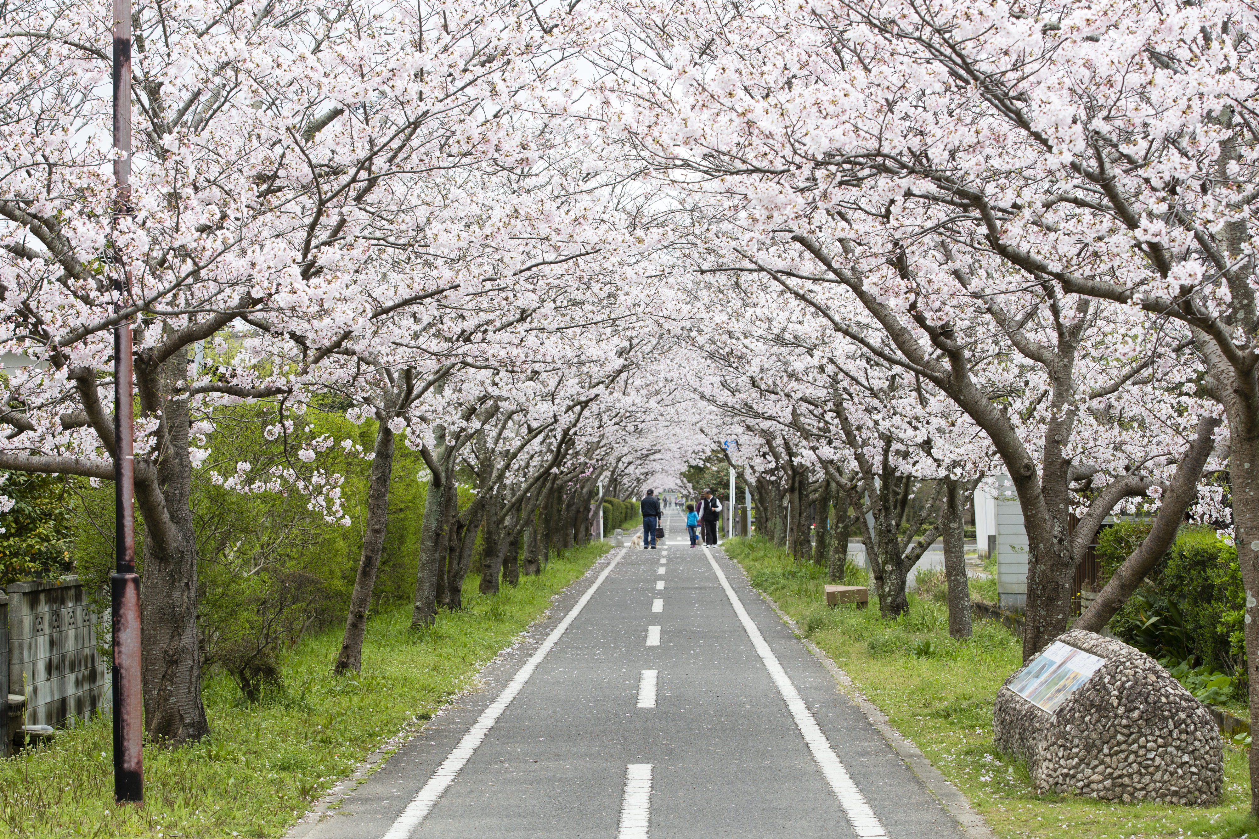 画像:徐福サイクルロードの写真