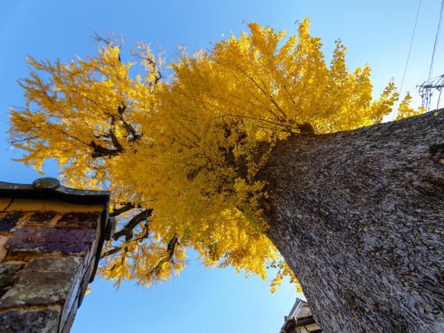 写真：有田の大公孫樹