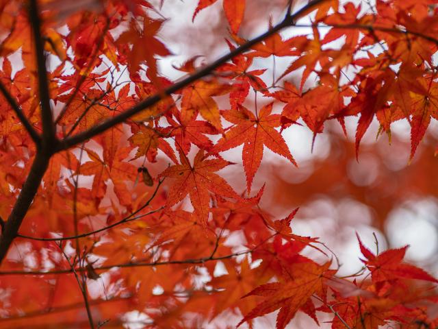 写真：綾部八幡神社