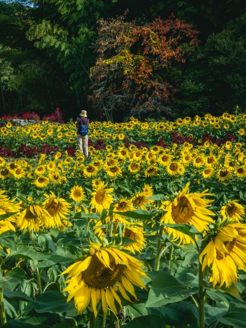 写真：山田ひまわり園