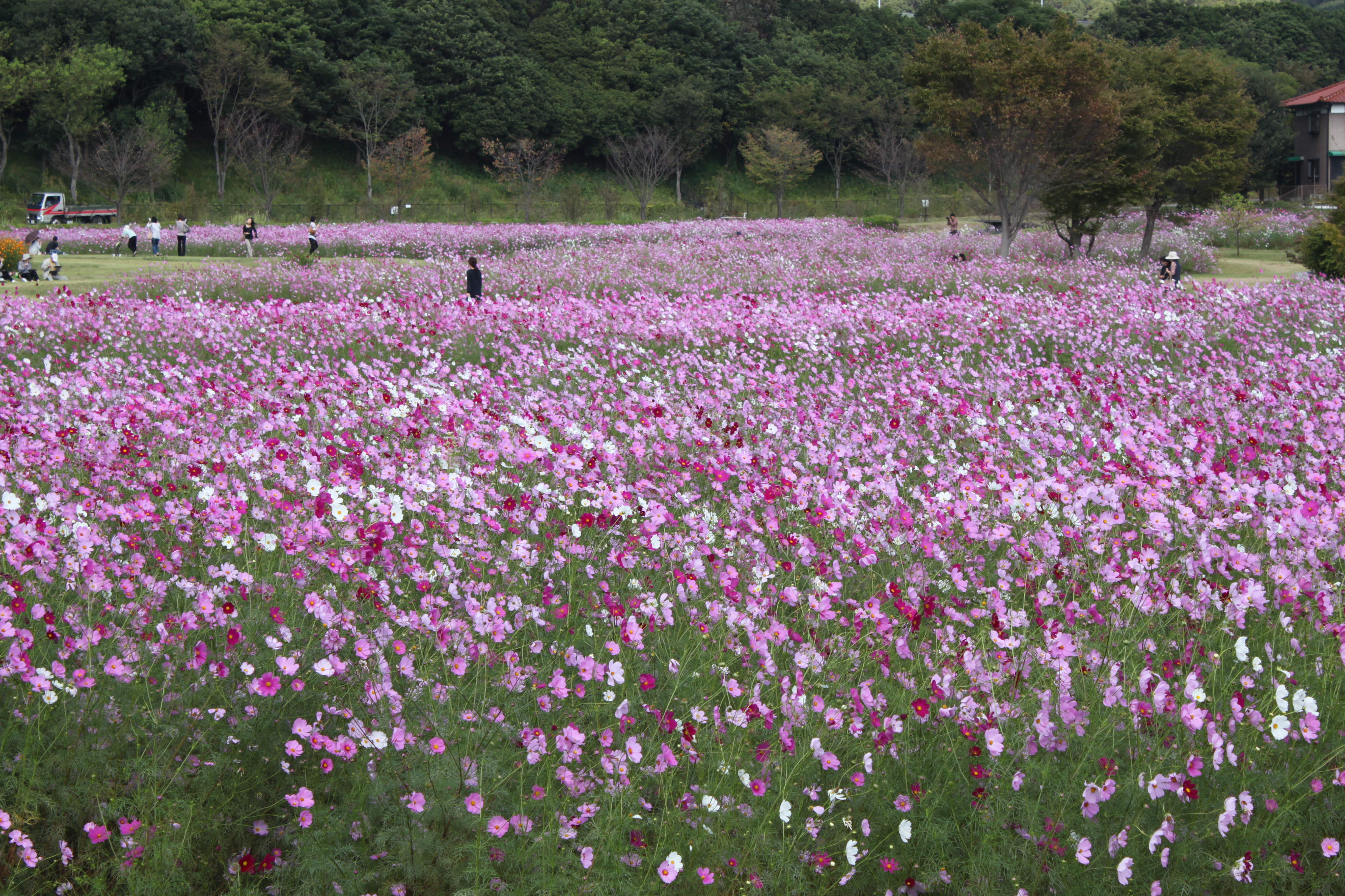 画像:金立コスモス園の写真